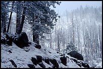 Forest with snow and fog, Wawona road. Yosemite National Park, California, USA.