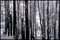 Burned forest in winter, Wawona road. Yosemite National Park, California, USA. (color)