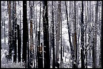 Burned forest in winter, Wawona road. Yosemite National Park, California, USA.