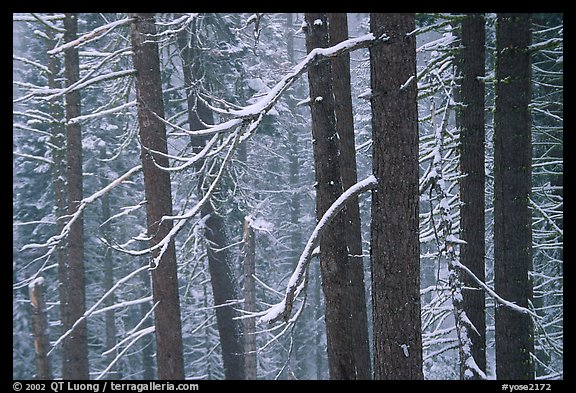 Lodgepole pine trees in winter, Badger Pass. Yosemite National Park, California, USA.
