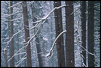 Lodgepole pine trees in winter, Badger Pass. Yosemite National Park, California, USA.