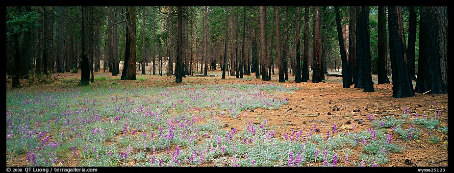 Lupine and burned forest. Yosemite National Park (color)