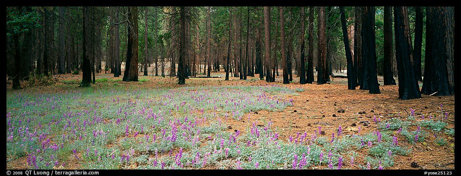 Lupine and burned forest. Yosemite National Park (color)