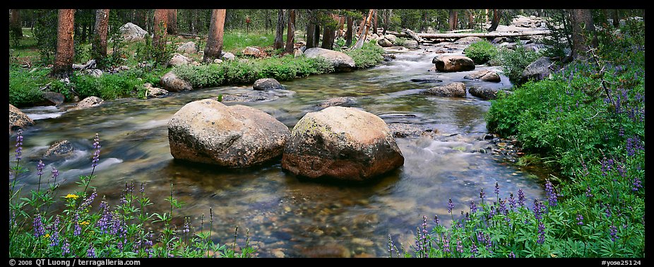 Two boulders in stream with lupine. Yosemite National Park (color)