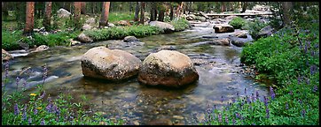 Two boulders in stream with lupine. Yosemite National Park (Panoramic color)