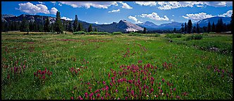 Tuolume Meadows in summer with indian paintbrush. Yosemite National Park (Panoramic color)