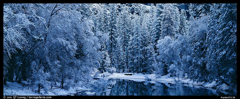 Wintry forest and reflections. Yosemite National Park (color)