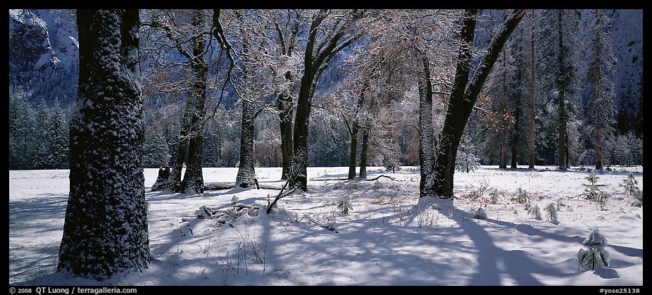 Oak Trees and snow, El Capitan Meadow. Yosemite National Park, California, USA.