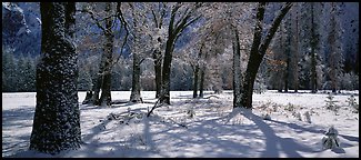 Oak Trees and snow, El Capitan Meadow. Yosemite National Park (Panoramic color)