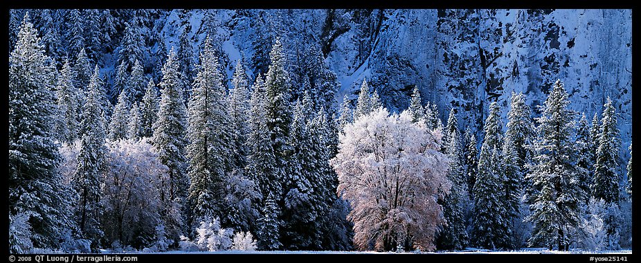Snowy trees at the base of cliff. Yosemite National Park (color)