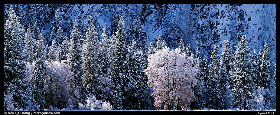 Snowy trees at the base of cliff. Yosemite National Park, California, USA.