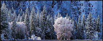 Snowy trees at the base of cliff. Yosemite National Park (Panoramic color)