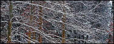 Snowy branches. Yosemite National Park (Panoramic color)