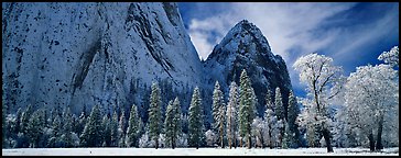 Winter scene with snow-covered trees and Cathdral Rocks. Yosemite National Park (Panoramic color)