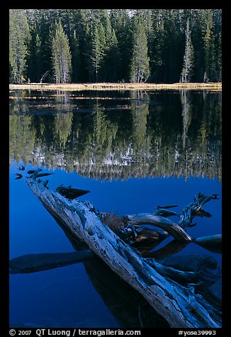 Fallen tree in shade and shore, Siesta Lake. Yosemite National Park (color)