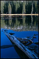 Fallen tree in shade and shore, Siesta Lake. Yosemite National Park, California, USA.