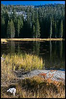 Shore with autumn grasses, Siesta Lake. Yosemite National Park ( color)