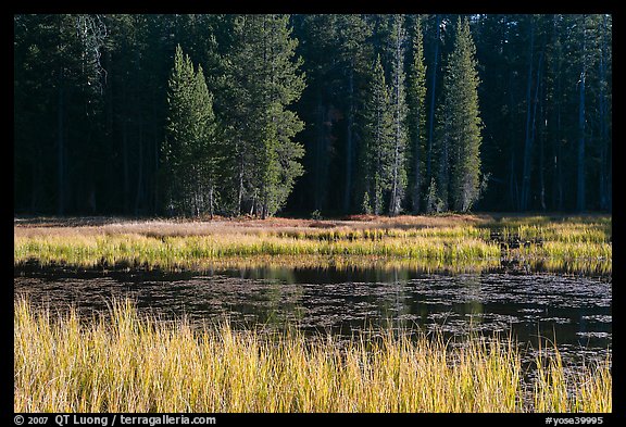 Grass in autumn, Siesta Lake. Yosemite National Park, California, USA.