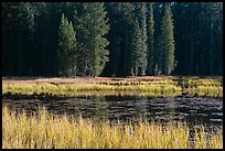 Grass in autumn, Siesta Lake. Yosemite National Park, California, USA. (color)