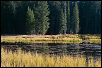 Grass in autumn, Siesta Lake. Yosemite National Park, California, USA.