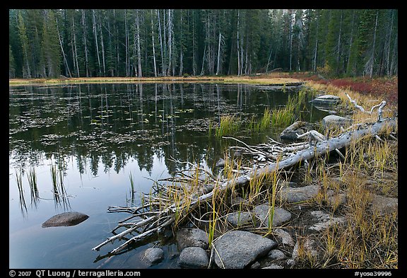 Shoreline in fall, Siesta Lake. Yosemite National Park (color)