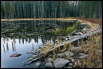 Shoreline in fall, Siesta Lake. Yosemite National Park, California, USA.