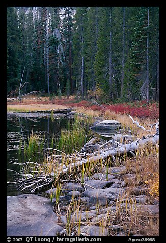 Shore with fall colors, Siesta Lake. Yosemite National Park (color)