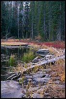 Shore with fall colors, Siesta Lake. Yosemite National Park ( color)