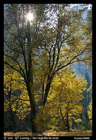 Sun shinning through trees in fall colors. Yosemite National Park (color)