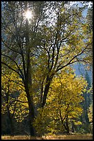 Sun shinning through trees in fall colors. Yosemite National Park, California, USA.