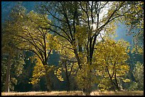 Oaks in fall foliage and Cathedral Rocks. Yosemite National Park, California, USA. (color)