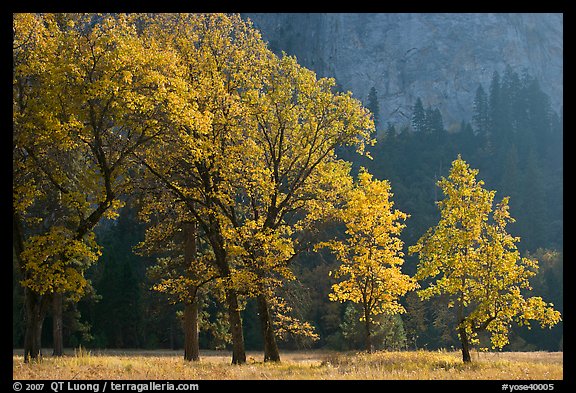 Oaks in autumn foliage, El Capitan meadow. Yosemite National Park, California, USA.