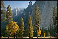 Oaks, pine trees, and rock wall. Yosemite National Park, California, USA. (color)