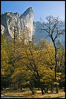 Trees in fall foliage and Leaning Tower. Yosemite National Park, California, USA. (color)