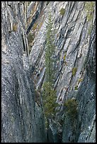 Pine tree growing in fissure near Taft Point. Yosemite National Park, California, USA. (color)