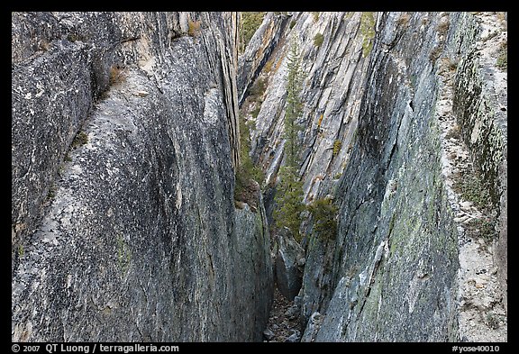 Pine tree and granite walls near Taft Point. Yosemite National Park, California, USA.