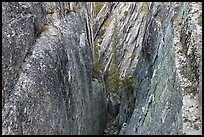 Pine tree and granite walls near Taft Point. Yosemite National Park, California, USA. (color)