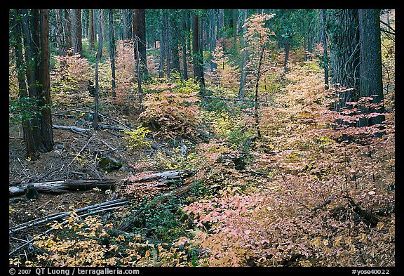 Creek with forest in fall foliage, Wawona Road. Yosemite National Park, California, USA.