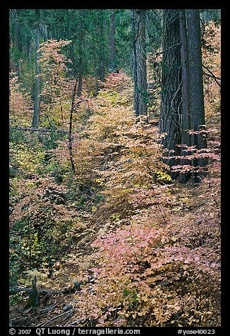 Undergrowth and forest in autumn foliage, Wawona Road. Yosemite National Park (color)