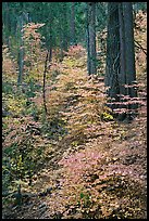 Undergrowth and forest in autumn foliage, Wawona Road. Yosemite National Park, California, USA. (color)