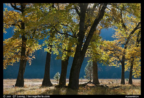 Black oaks in early fall foliage, El Capitan Meadow, morning. Yosemite National Park, California, USA.