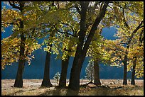 Black oaks in early fall foliage, El Capitan Meadow, morning. Yosemite National Park ( color)