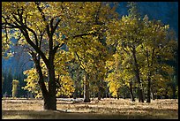 Black oaks with with autumn leaves, El Capitan Meadow, morning. Yosemite National Park, California, USA. (color)