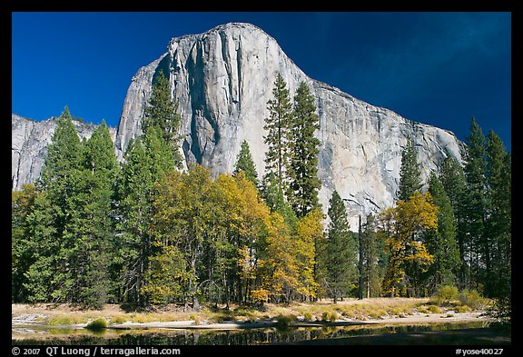 Trees along  Merced River and El Capitan. Yosemite National Park, California, USA.