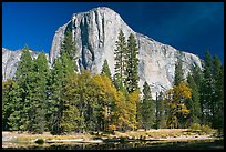 Trees along  Merced River and El Capitan. Yosemite National Park, California, USA.