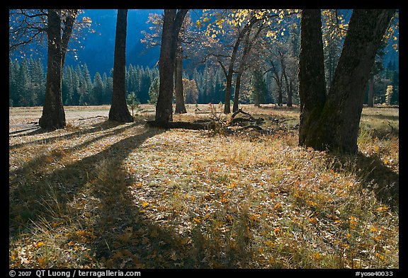 El Capitan Meadow in autumn. Yosemite National Park, California, USA.