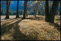 El Capitan Meadow in autumn. Yosemite National Park, California, USA.