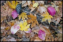 Fallen maple and dogwood leaves, pine needles and cone. Yosemite National Park, California, USA.