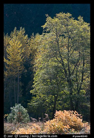 Backlit tree. Yosemite National Park, California, USA.