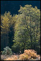 Backlit tree. Yosemite National Park, California, USA.